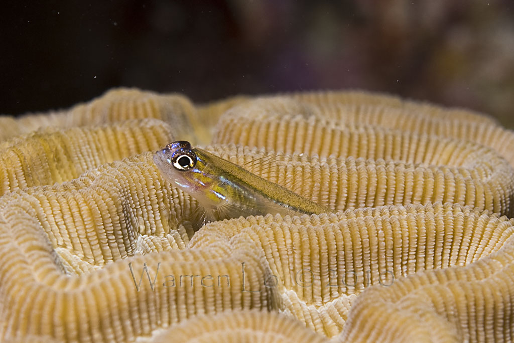 bonaire2-2010-03.jpg