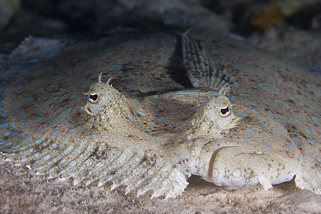 bonaire2-2010-07.jpg